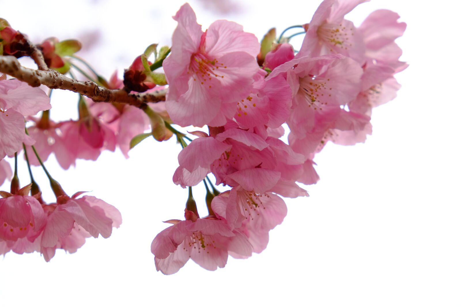 Fujifilm X-T10 sample photo. Cherry blossom, flower, petals photography