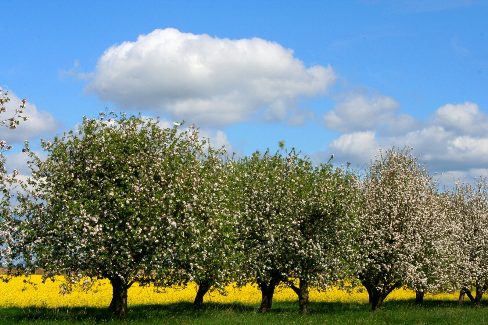 Canon EOS 350D (EOS Digital Rebel XT / EOS Kiss Digital N) sample photo. Spring, apple, tree photography