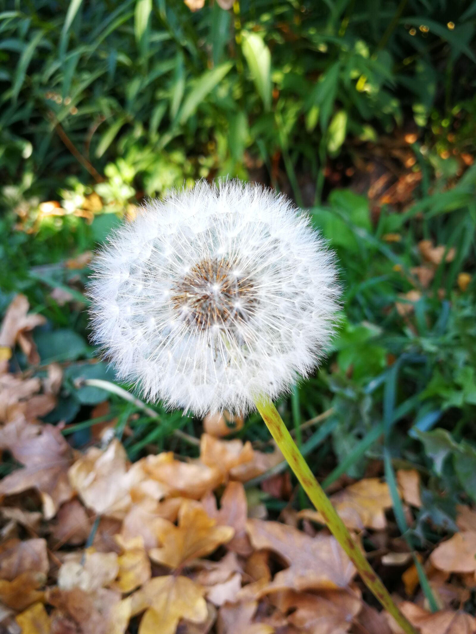 HUAWEI P10 sample photo. Dandelion, flower, narureza photography