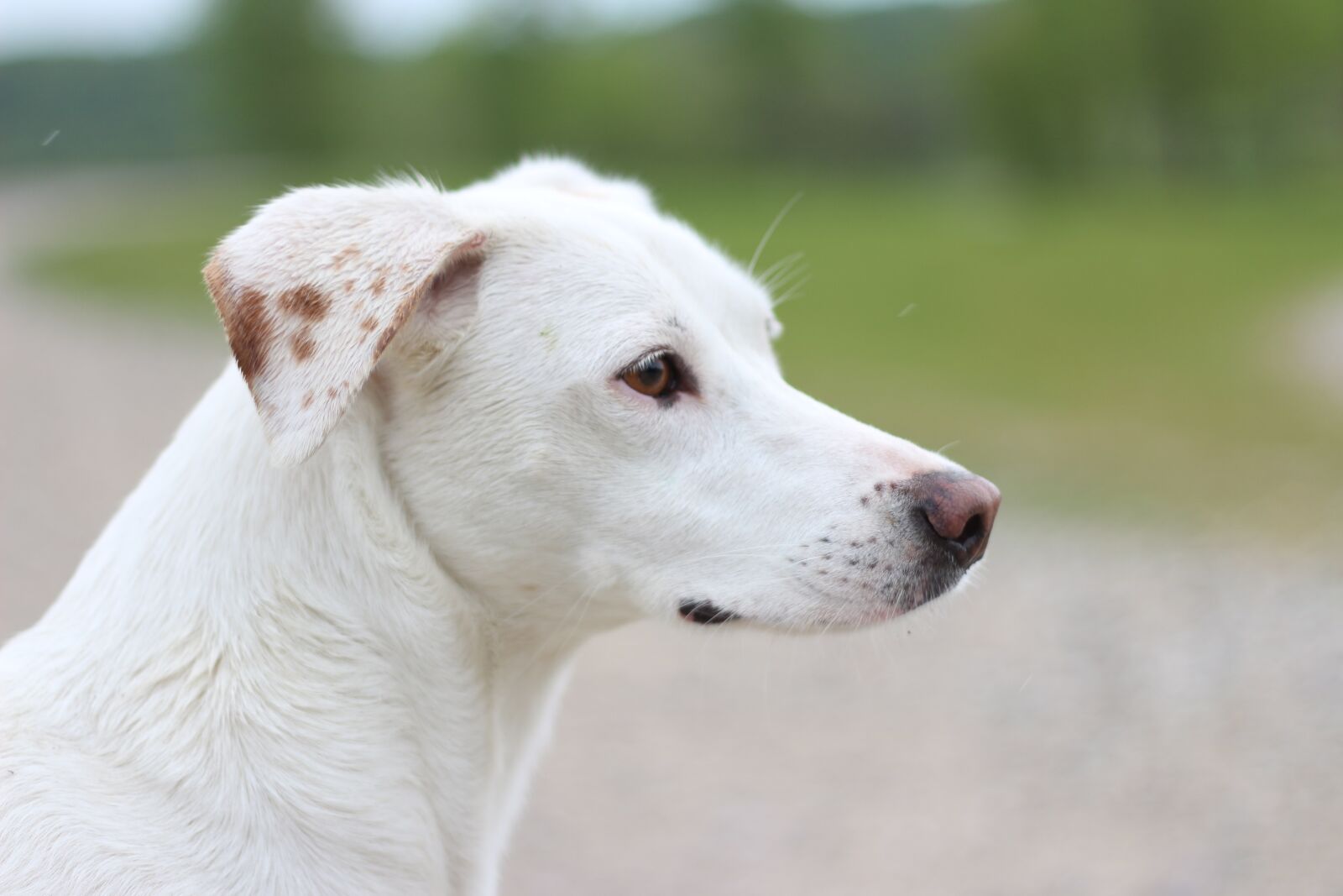 Canon EOS 650D (EOS Rebel T4i / EOS Kiss X6i) + Canon EF 50mm F1.8 II sample photo. Dog, white, portrait photography