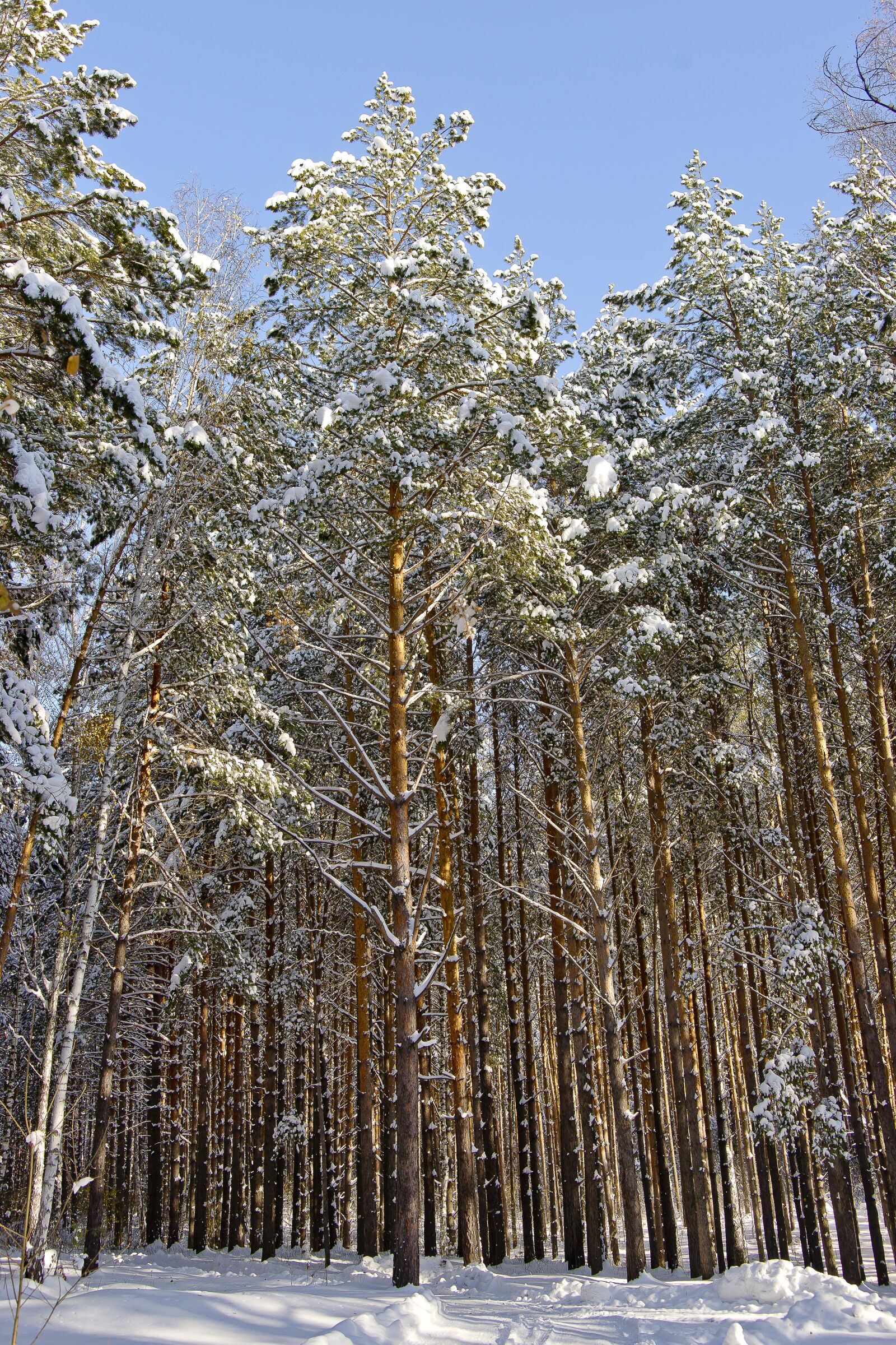 Minolta AF 28-70mm F2.8 G sample photo. Winter, nature, pine forest photography