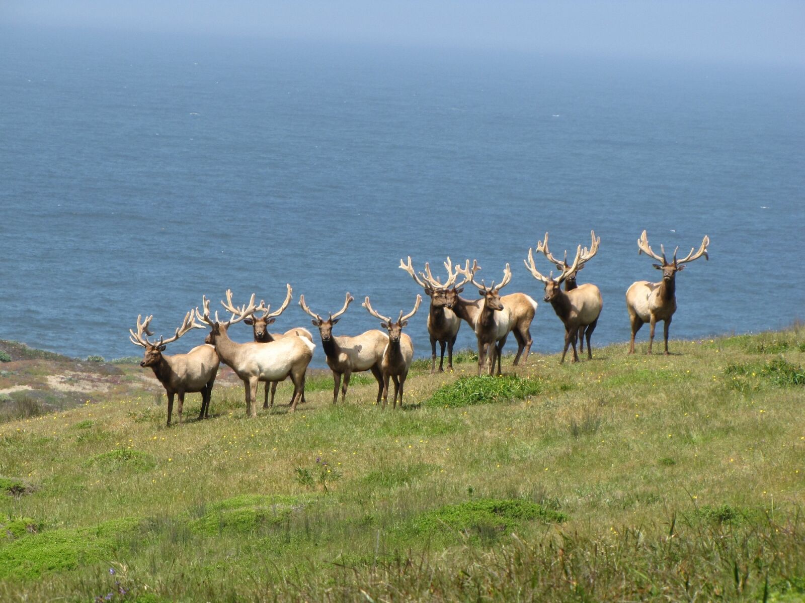 Canon PowerShot SX10 IS sample photo. Tule elk, males, bull photography