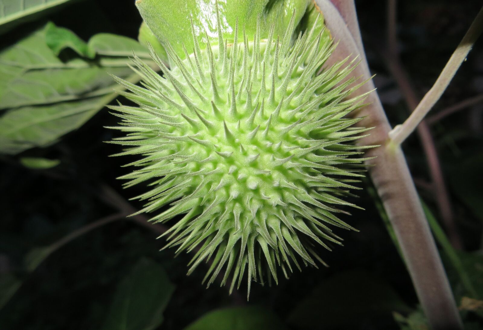 Canon PowerShot SX260 HS sample photo. Flower, nature, green photography