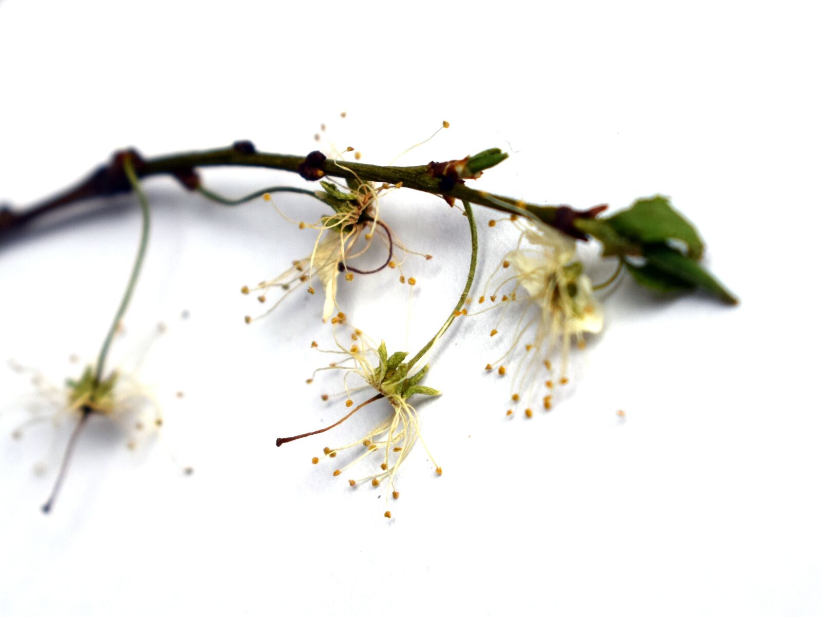 Nikon D3300 sample photo. Flower, sprig, foliage photography