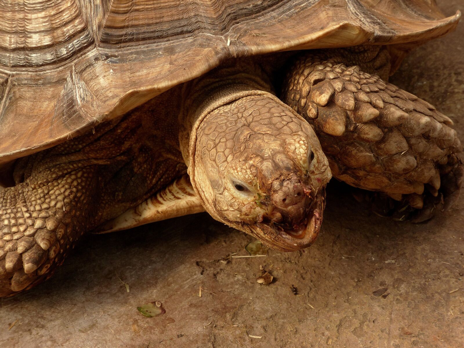 Panasonic Lumix DMC-FZ200 sample photo. Tortoise, animals in captivity photography