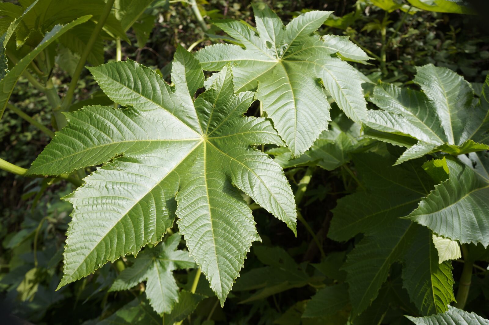 Sony Alpha NEX-5N sample photo. Leaves, nature, plants photography