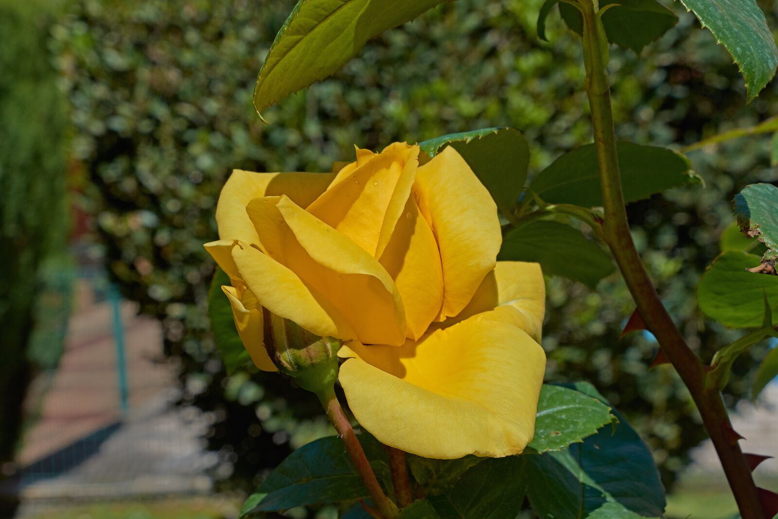 Nikon D7200 sample photo. Yellow rose, petals, romantic photography