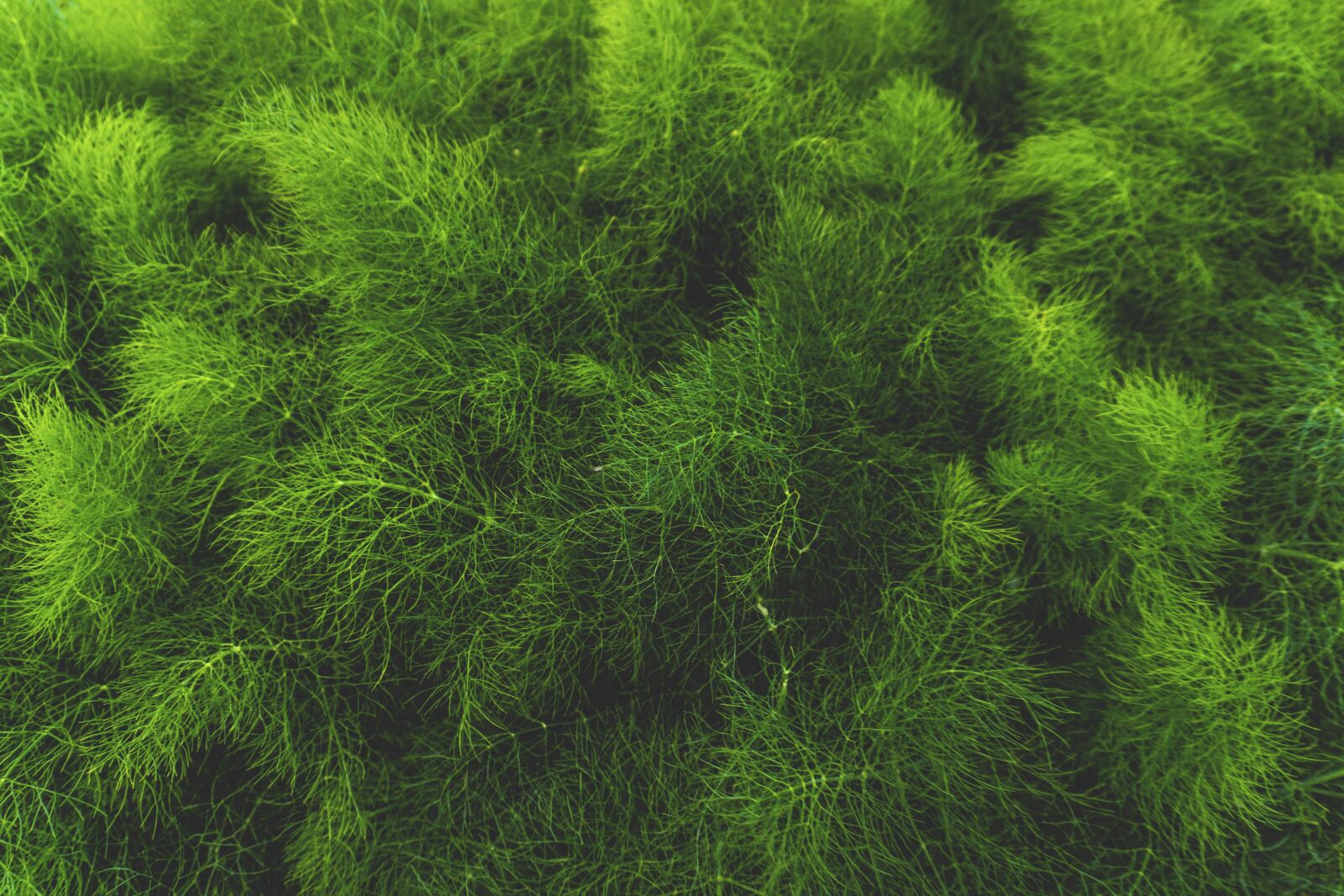 Sony a6000 sample photo. Close-up, green, leaves photography