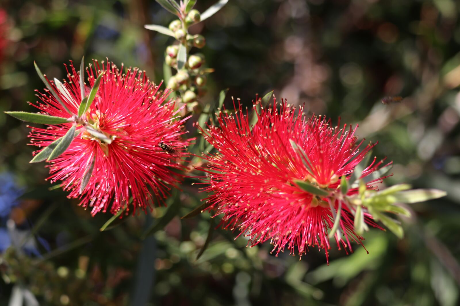 Canon EF-S 55-250mm F4-5.6 IS STM sample photo. Flowers, bottle brush, australian photography