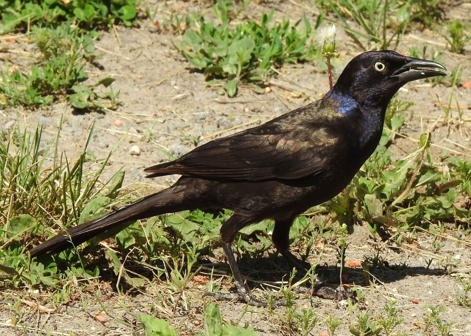 Nikon Coolpix P900 sample photo. Common grackle, purple grackle photography