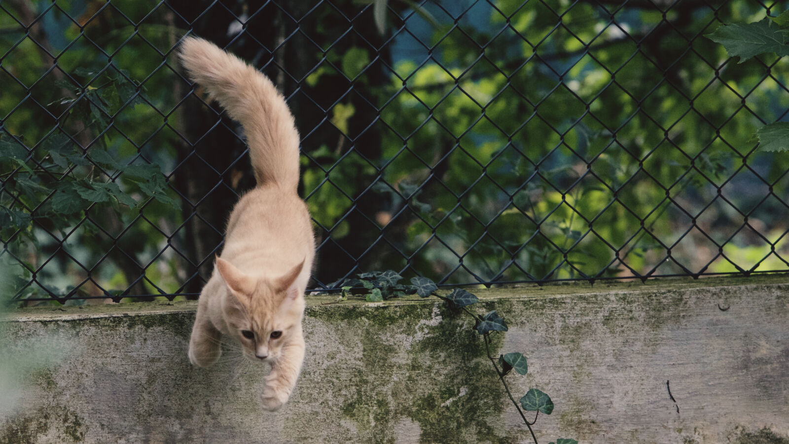 Canon EF 70-200mm F2.8L IS USM sample photo. Cat, flight, fly, jump photography