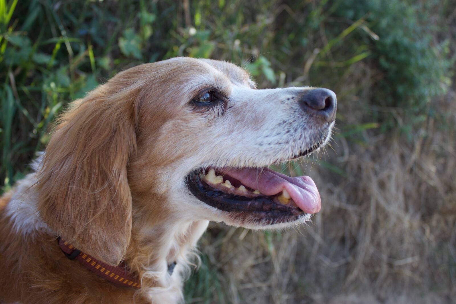 Canon EOS 500D (EOS Rebel T1i / EOS Kiss X3) sample photo. Dog head, breton, pointing photography