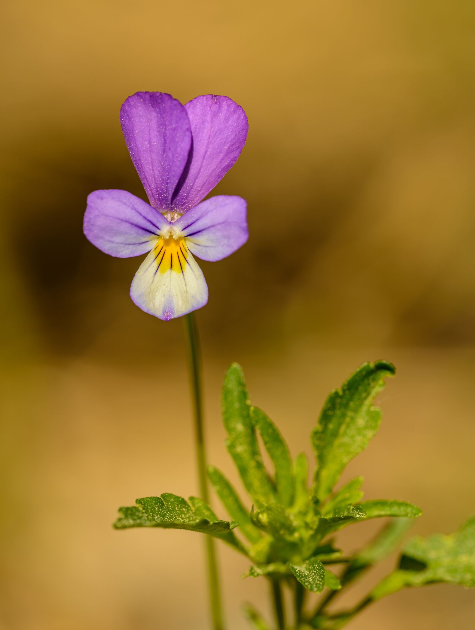 Nikon D800E sample photo. Violet, viola, flower photography