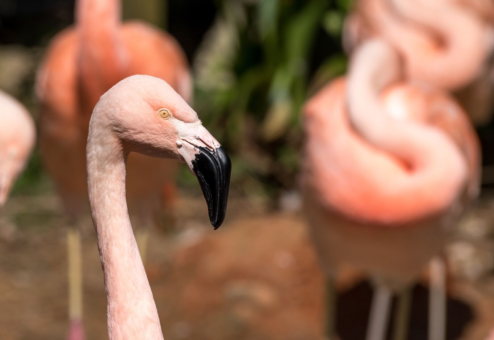 Nikon D5500 sample photo. Flamingo, bird, nature photography