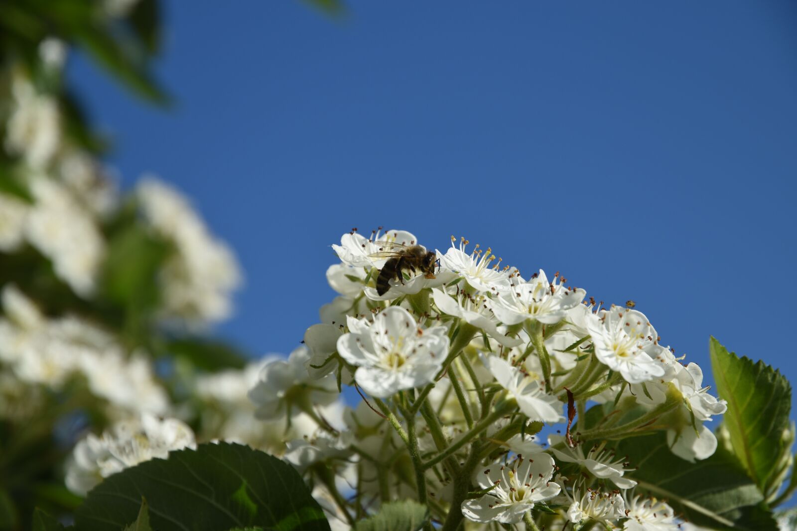 Nikon D5500 sample photo. Insect, flower, thorn apple photography