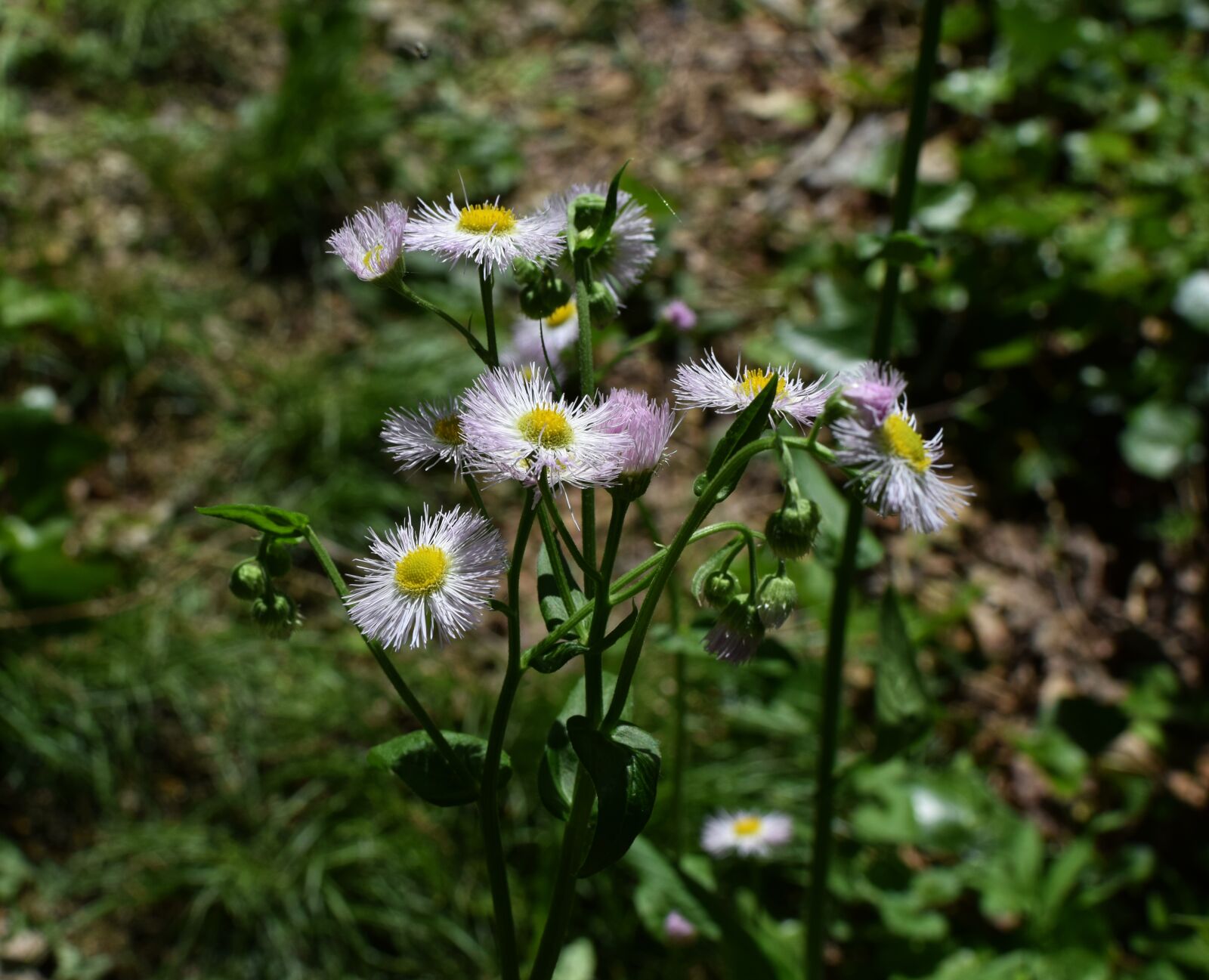 Nikon D3300 sample photo. Fleabane, wildflower, plant photography