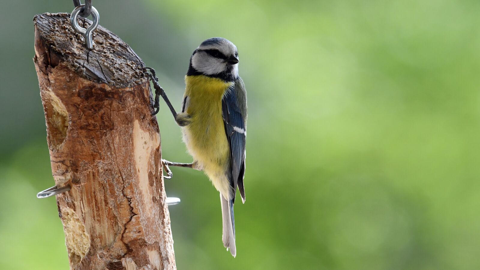 Nikon D7500 sample photo. Blue tit, bird, balcony photography