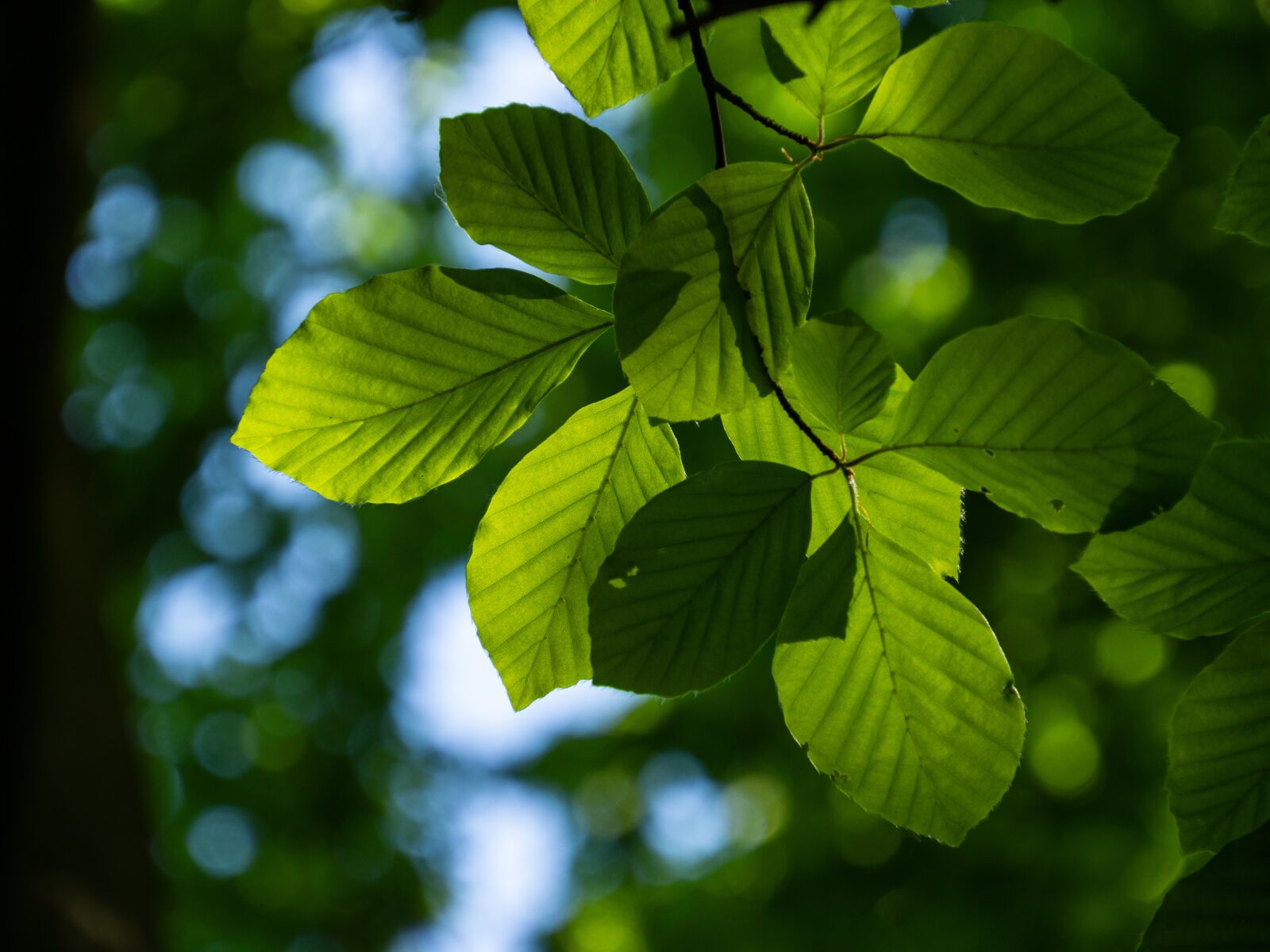 Olympus OM-D E-M10 III sample photo. Forest, light, foliage photography
