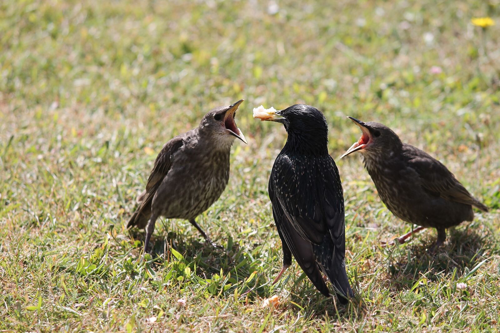 Canon EOS 1100D (EOS Rebel T3 / EOS Kiss X50) sample photo. Stare, young birds, star photography
