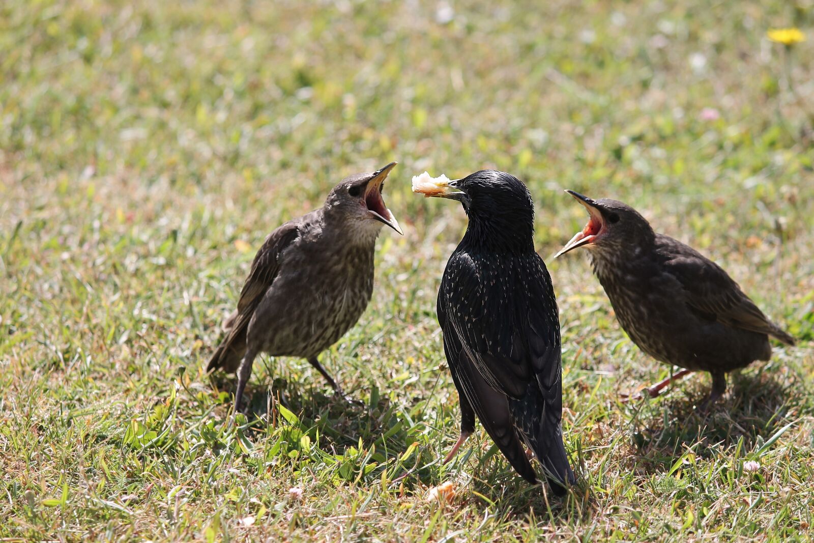 Canon EOS 1100D (EOS Rebel T3 / EOS Kiss X50) + Canon EF-S 55-250mm F4-5.6 IS II sample photo. Stare, young birds, star photography