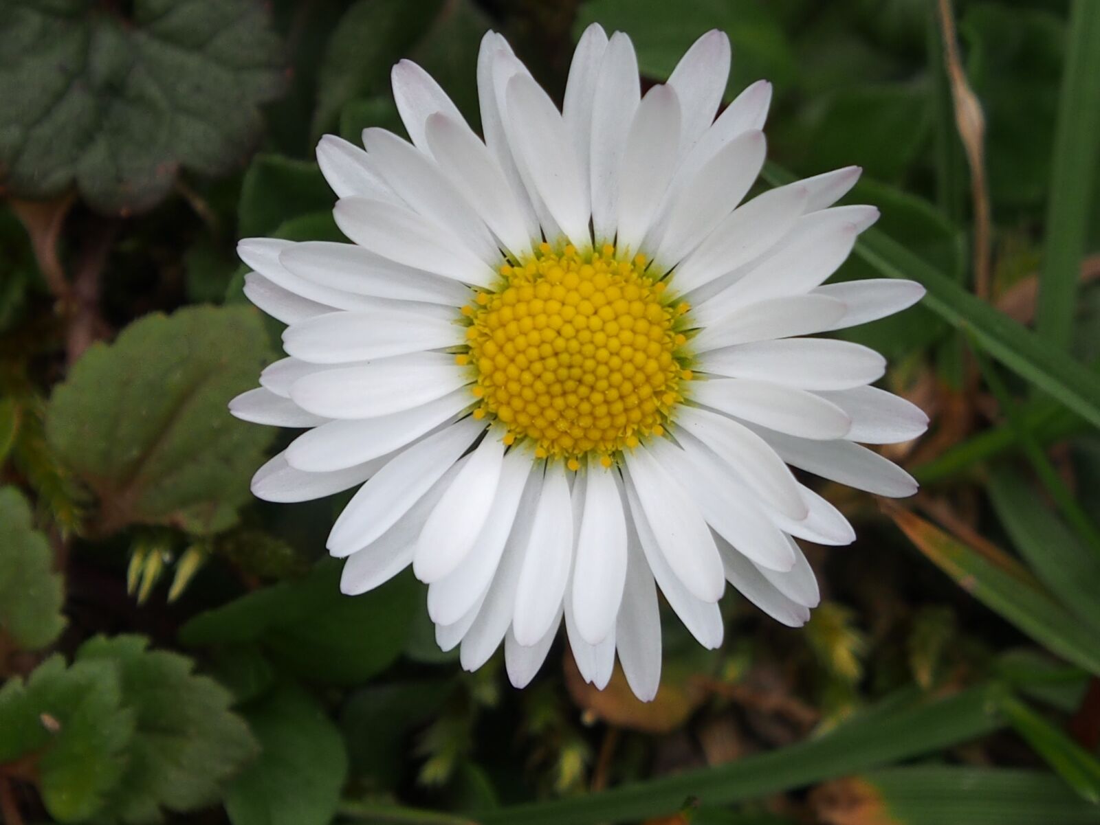 Olympus OM-D E-M5 sample photo. Nature, plant, flower photography
