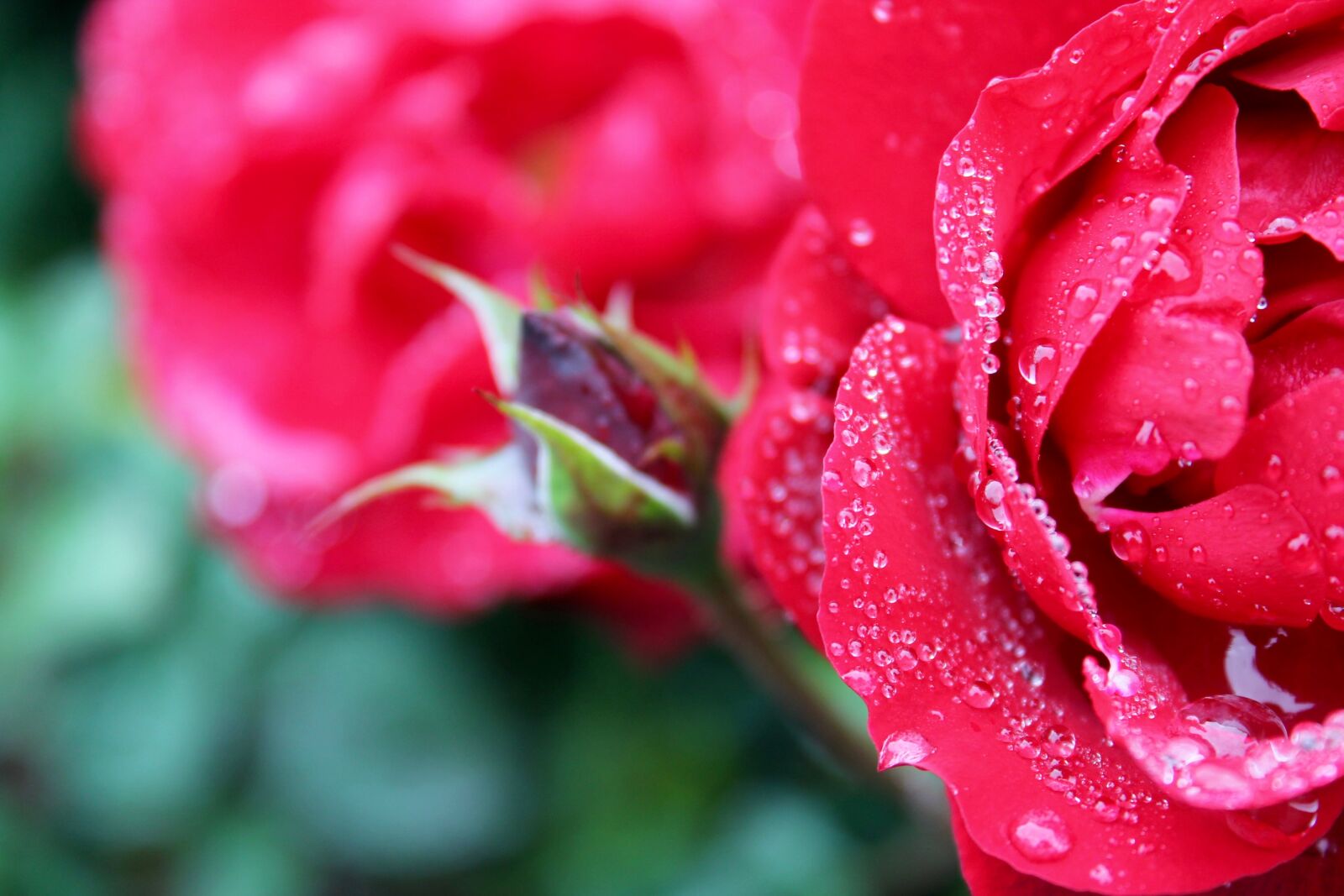 Canon EOS 1100D (EOS Rebel T3 / EOS Kiss X50) sample photo. Rose, pink rose, green photography