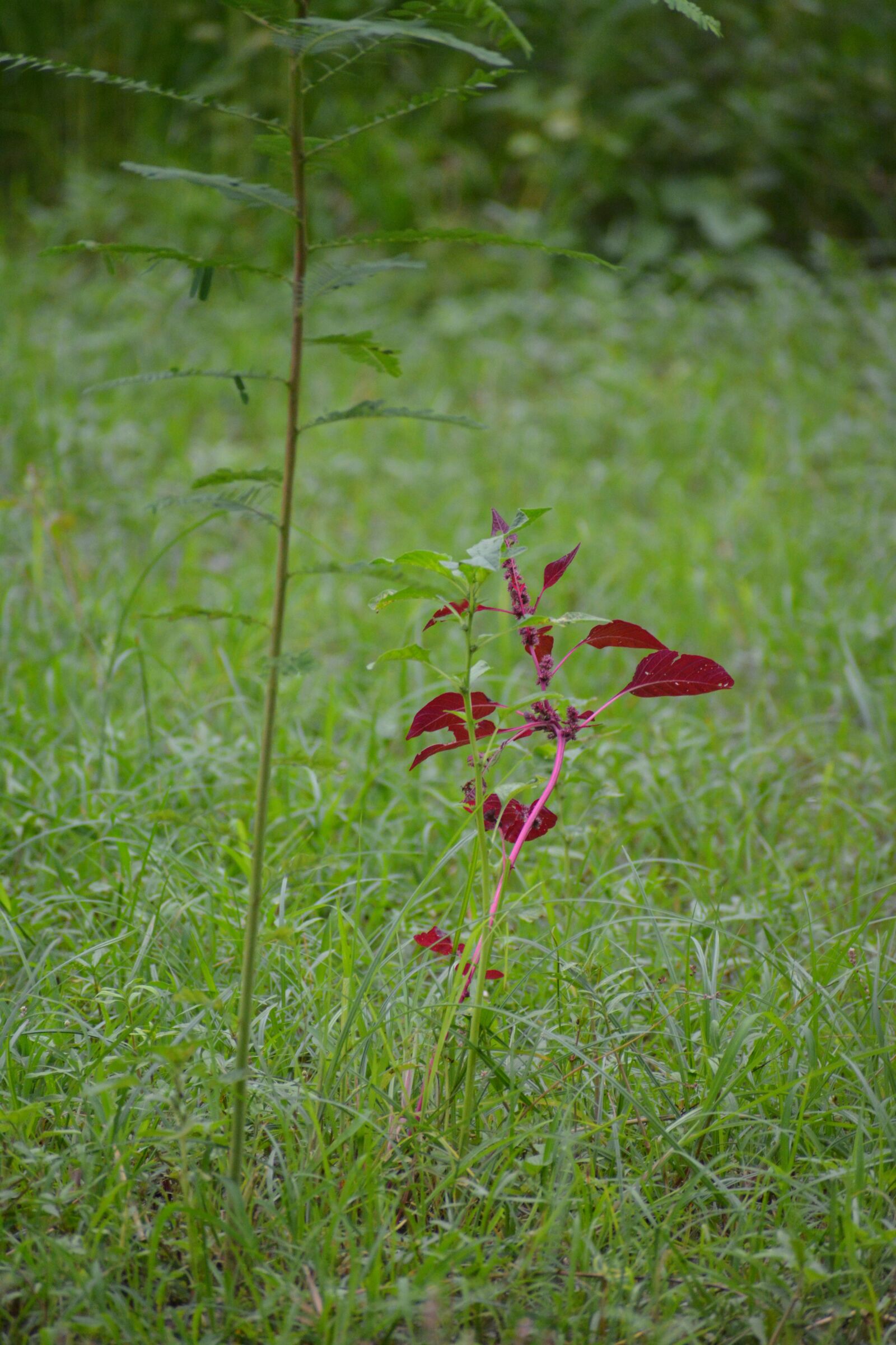Nikon D5200 sample photo. Plant, green, grass photography