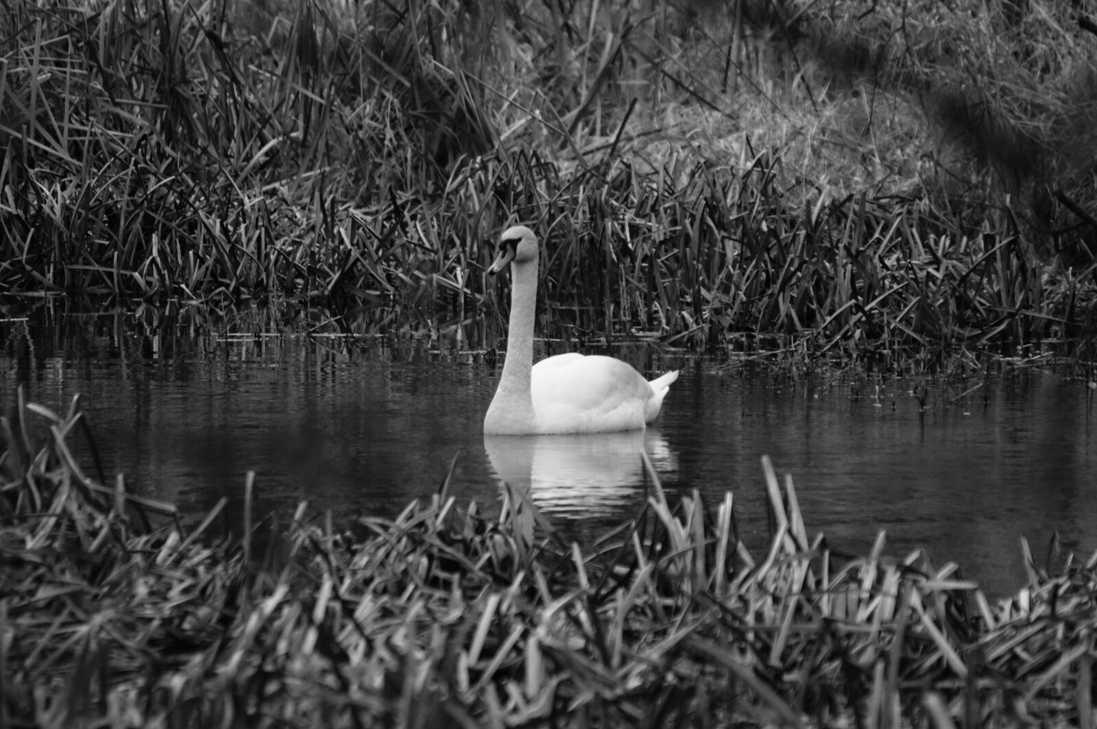 Nikon D3200 sample photo. Bird, bw, swan, water photography