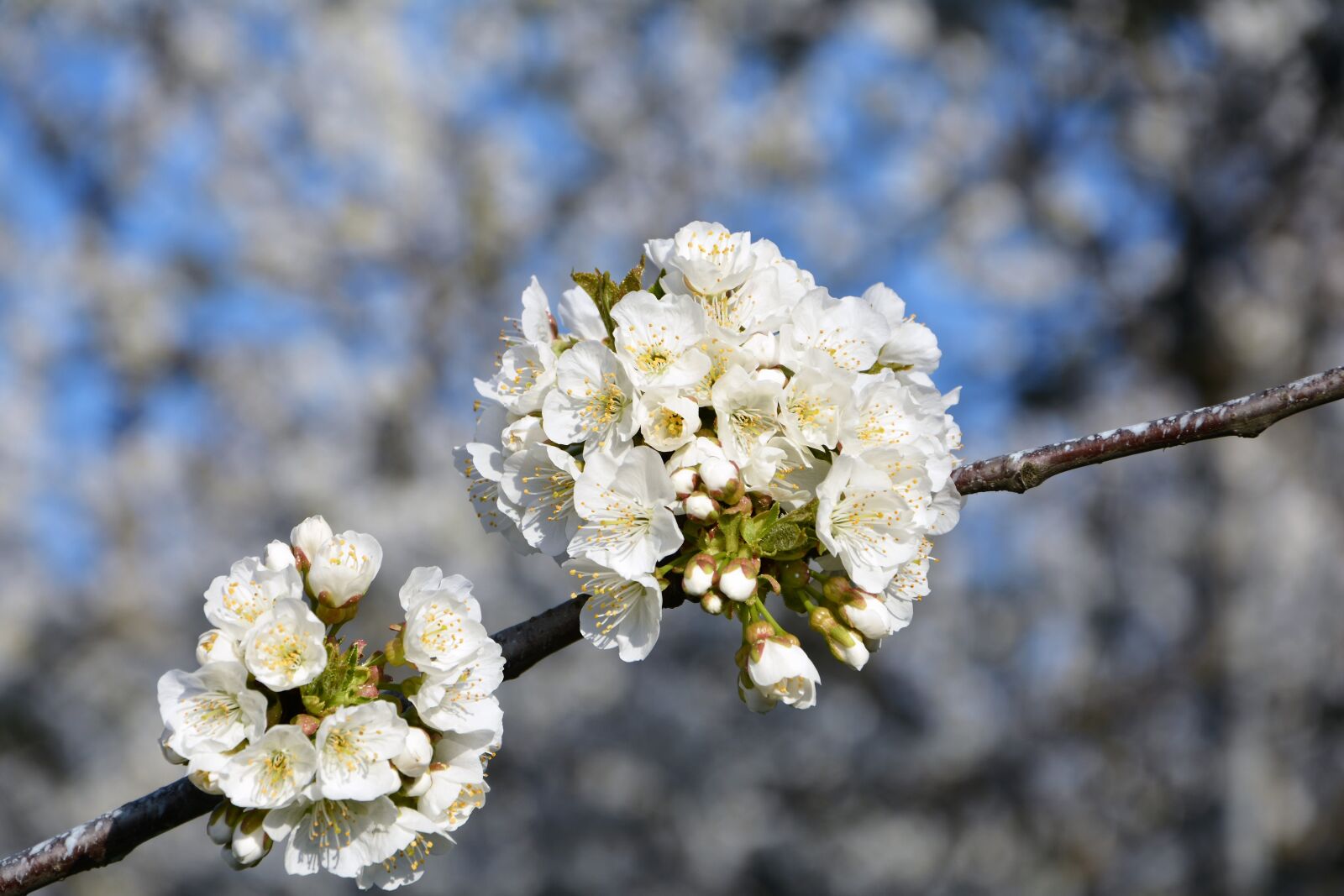 Nikon D7100 sample photo. Cherry, flower, sprig photography
