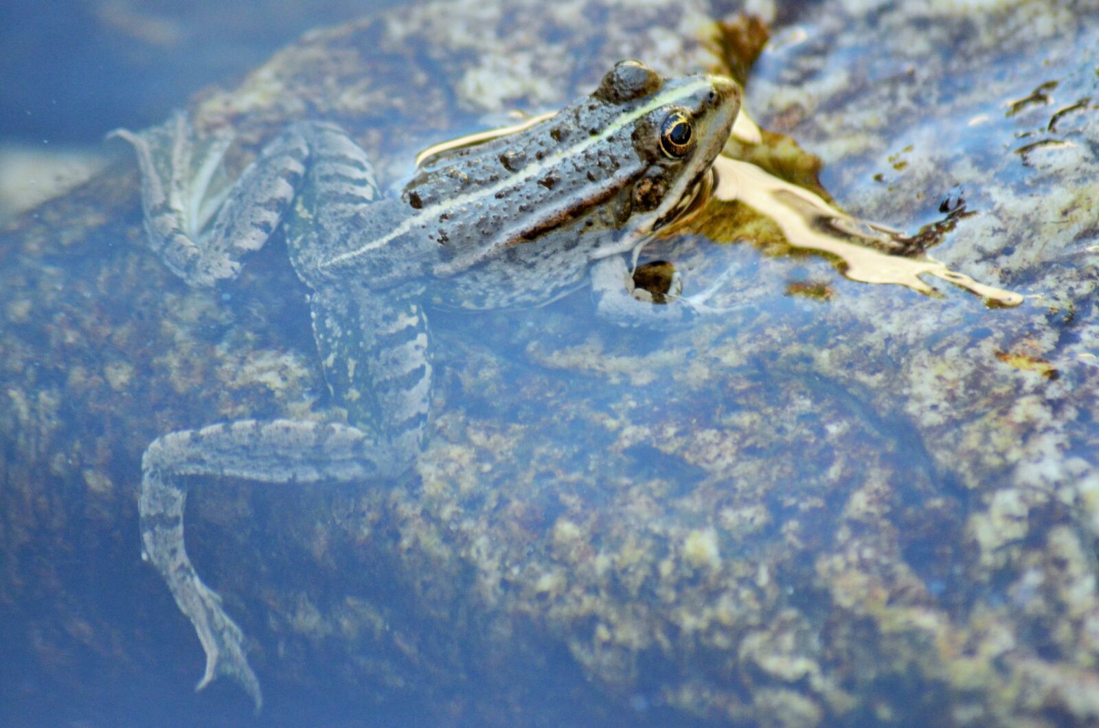 Nikon D5100 sample photo. Toad, frog, gerardo photography