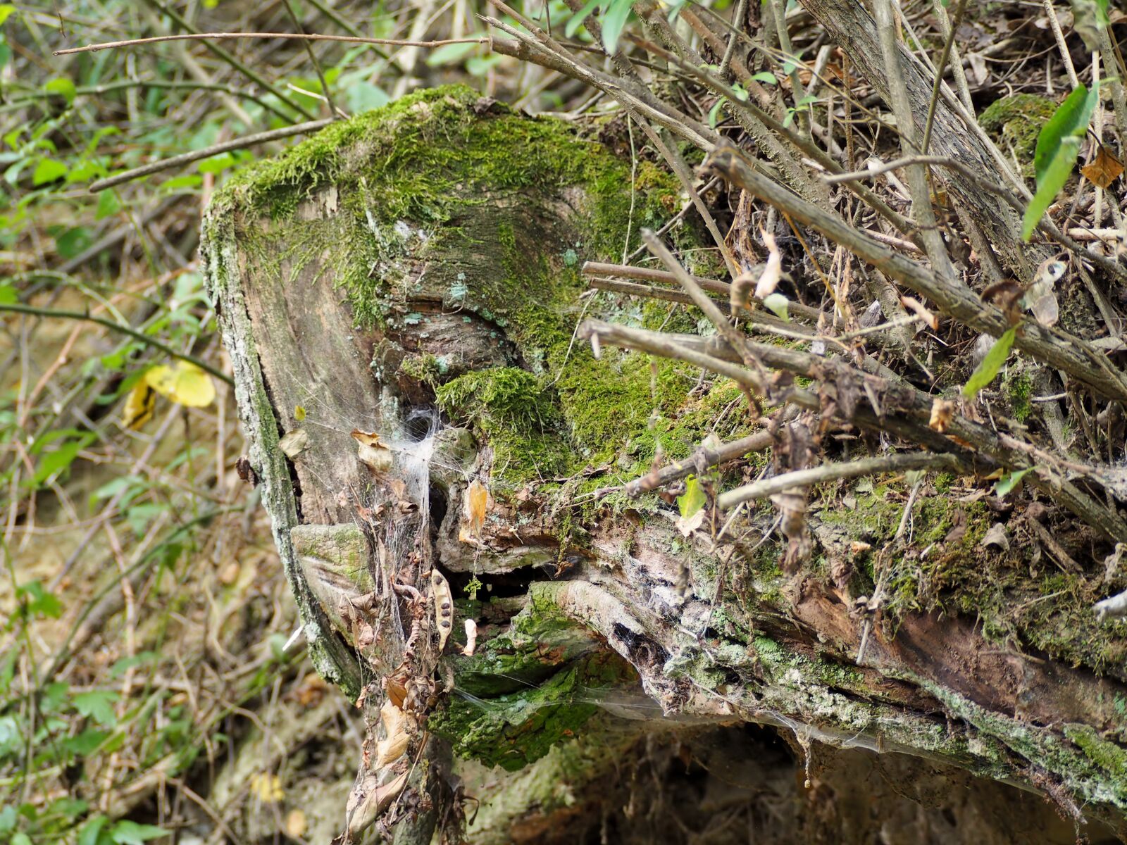 Olympus OM-D E-M10 sample photo. Moss, wood, forest photography