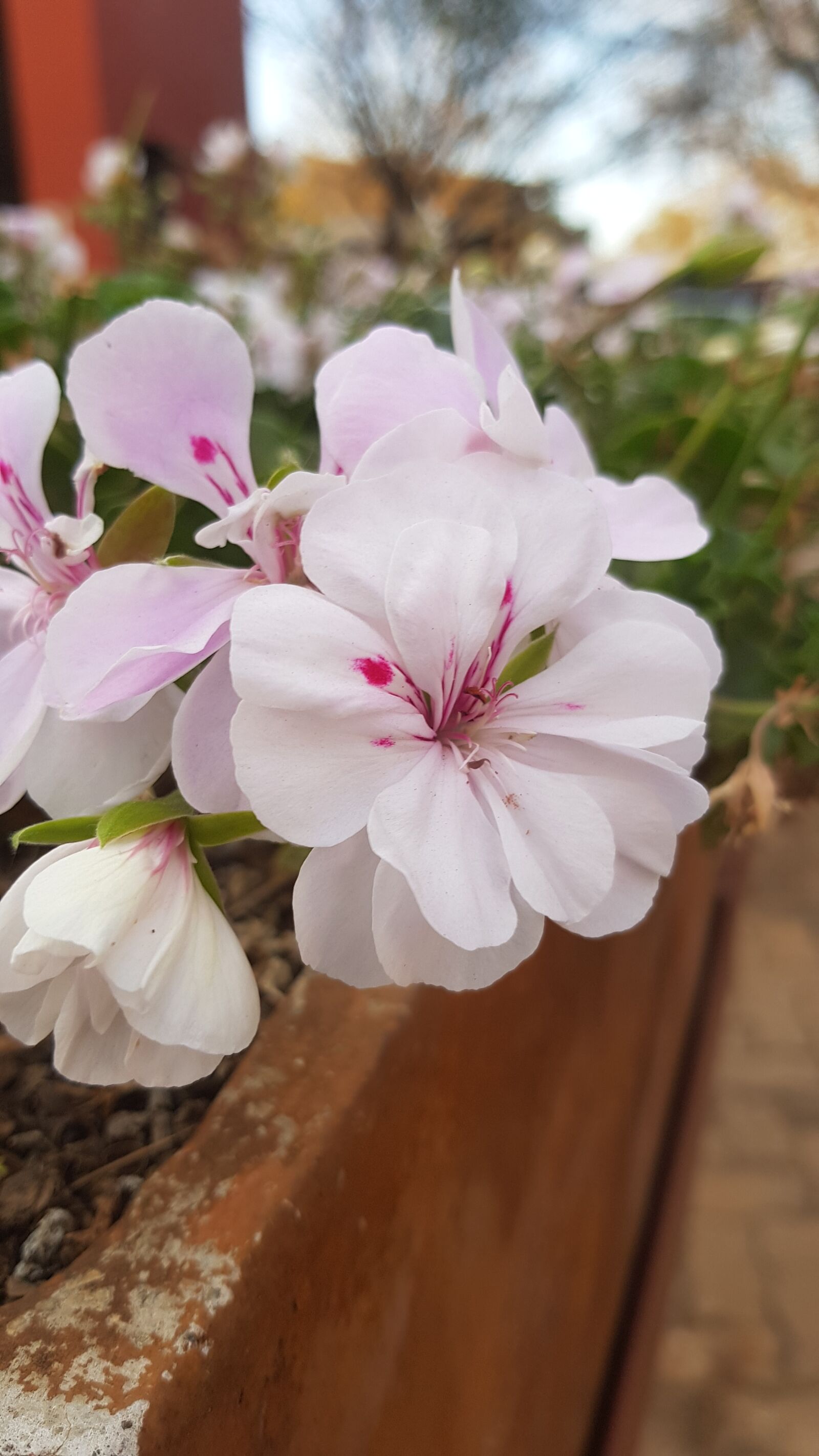 Samsung Galaxy S8+ sample photo. Flowers, plants, garden photography