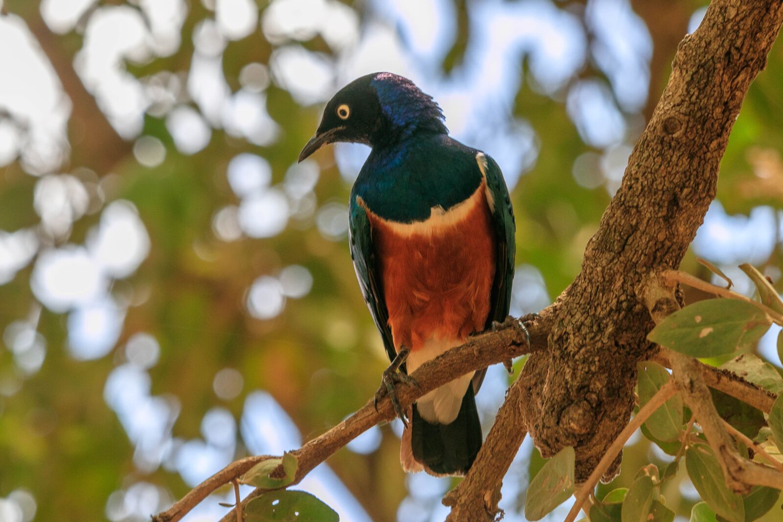 Canon EOS 80D sample photo. Africa, bird, star photography