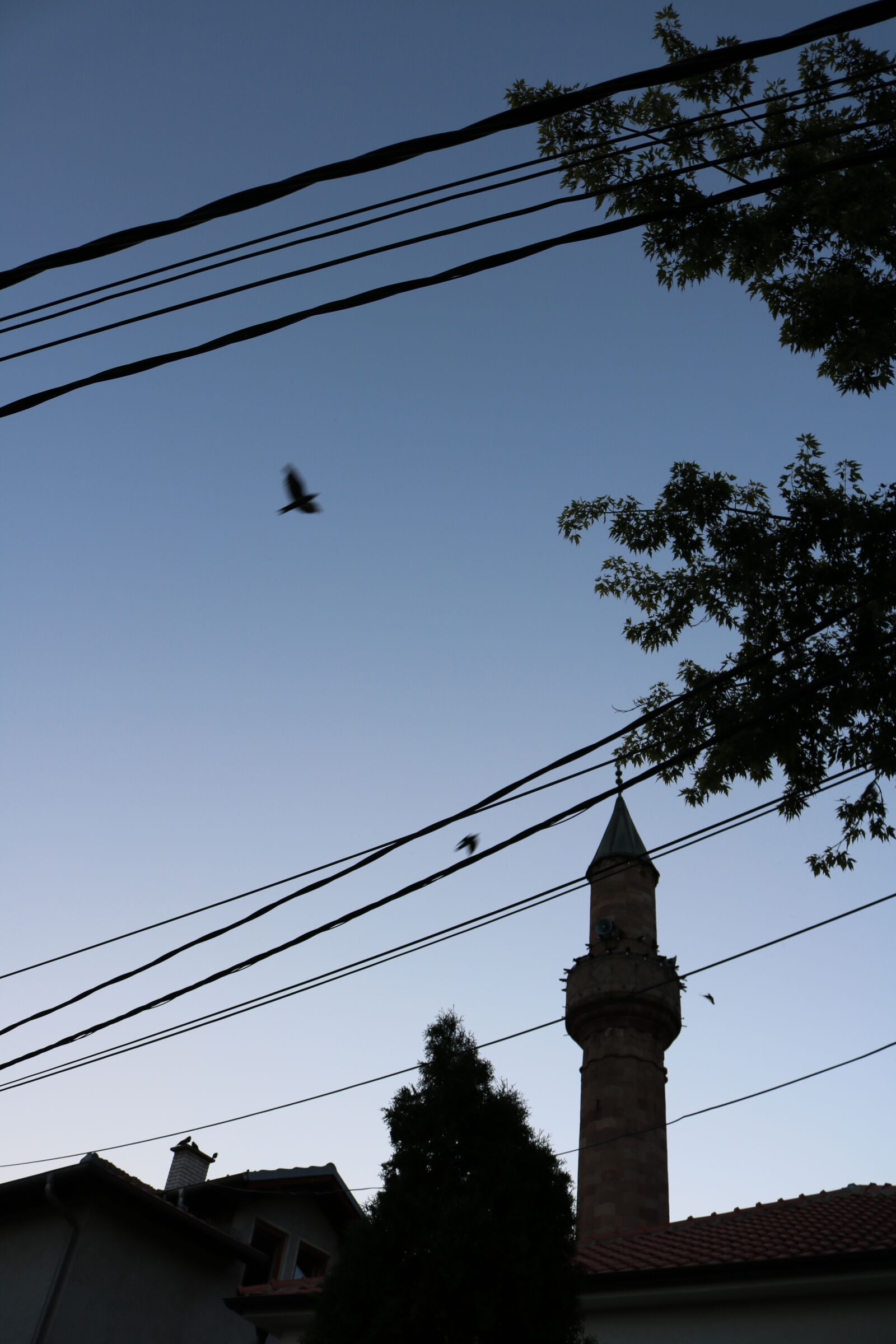 Canon EOS 750D (EOS Rebel T6i / EOS Kiss X8i) sample photo. Beautiful, bird, calm, city photography