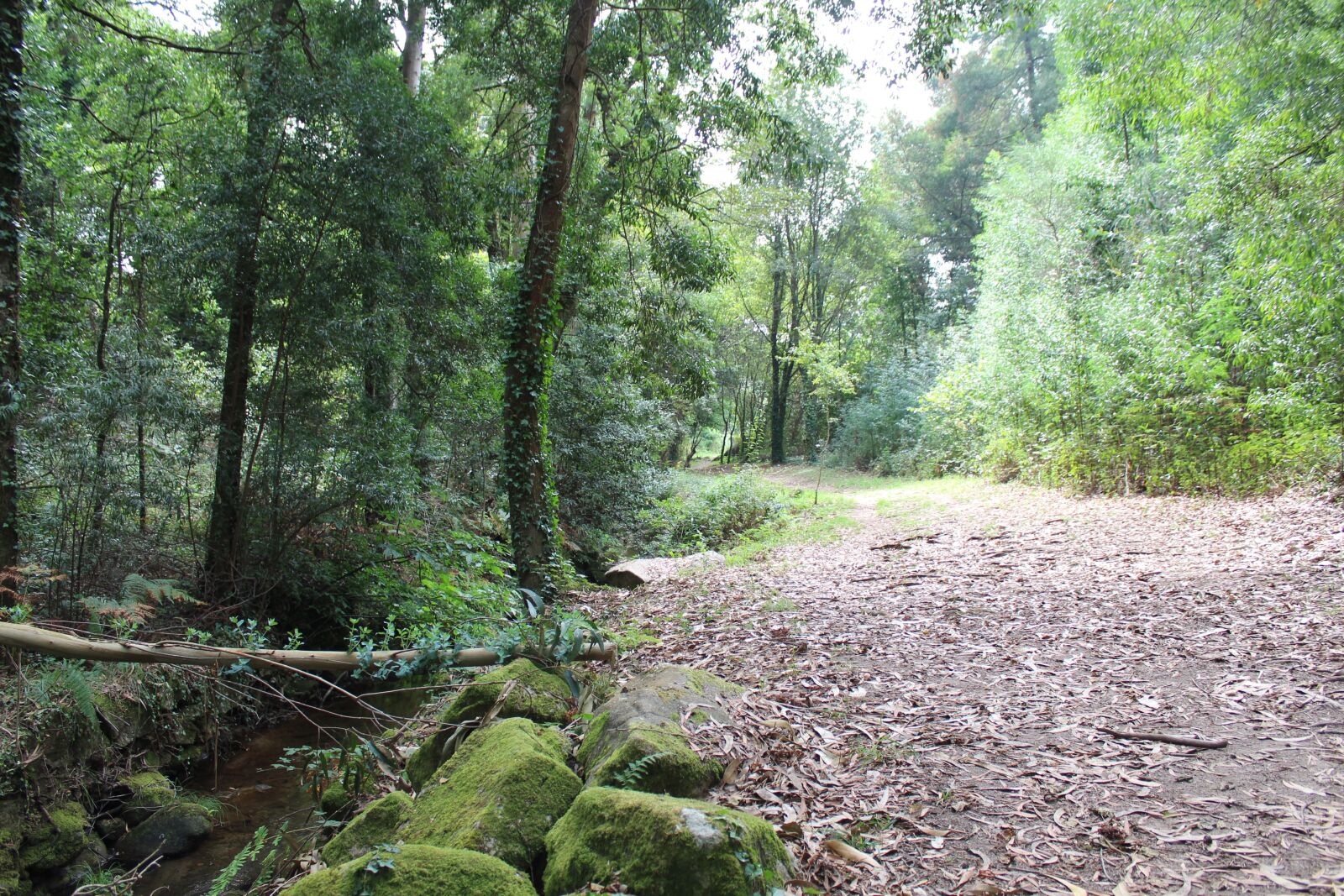 Canon EOS 1300D (EOS Rebel T6 / EOS Kiss X80) sample photo. Bosque, vigo, forest photography