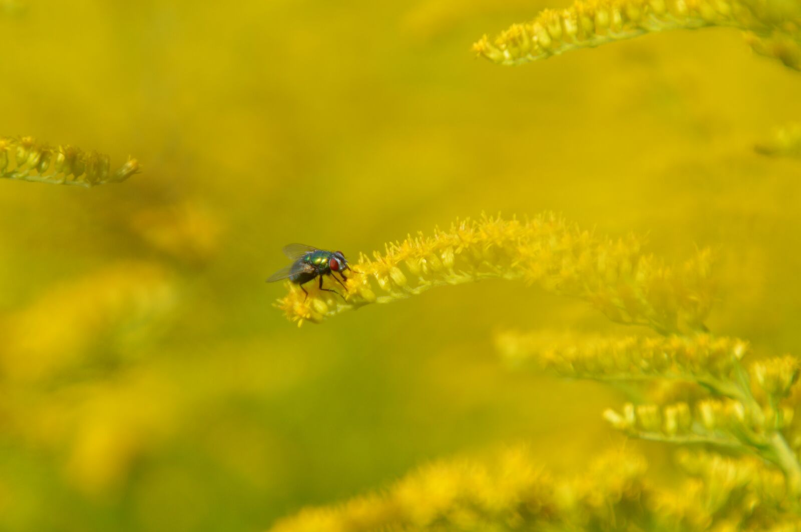 Nikon D3200 sample photo. Fly, nature, insect photography