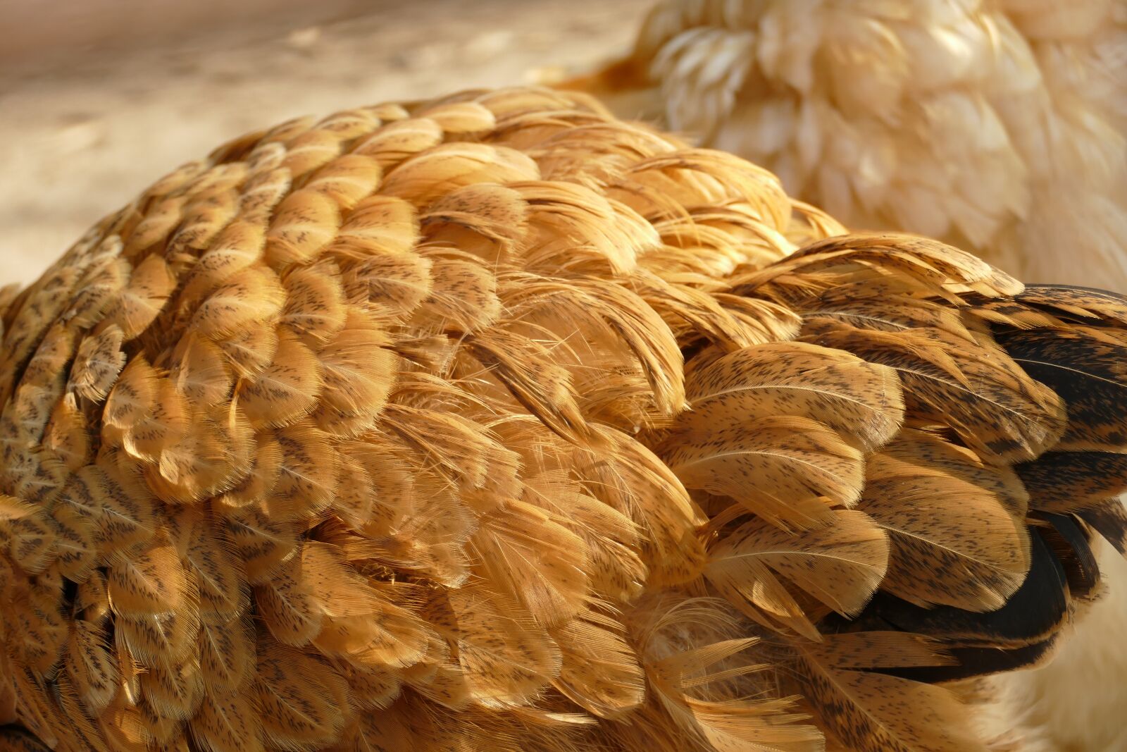 Panasonic Lumix DMC-FZ1000 sample photo. Feather, feathers, plumage photography