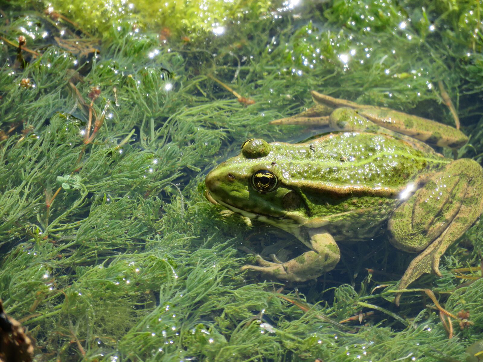 Canon PowerShot SX60 HS sample photo. Frog, mare, nature photography