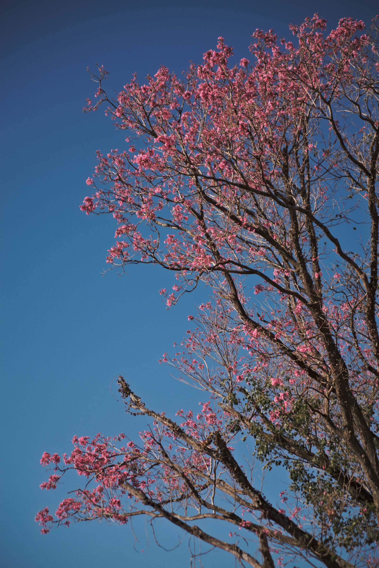 Nikon D610 sample photo