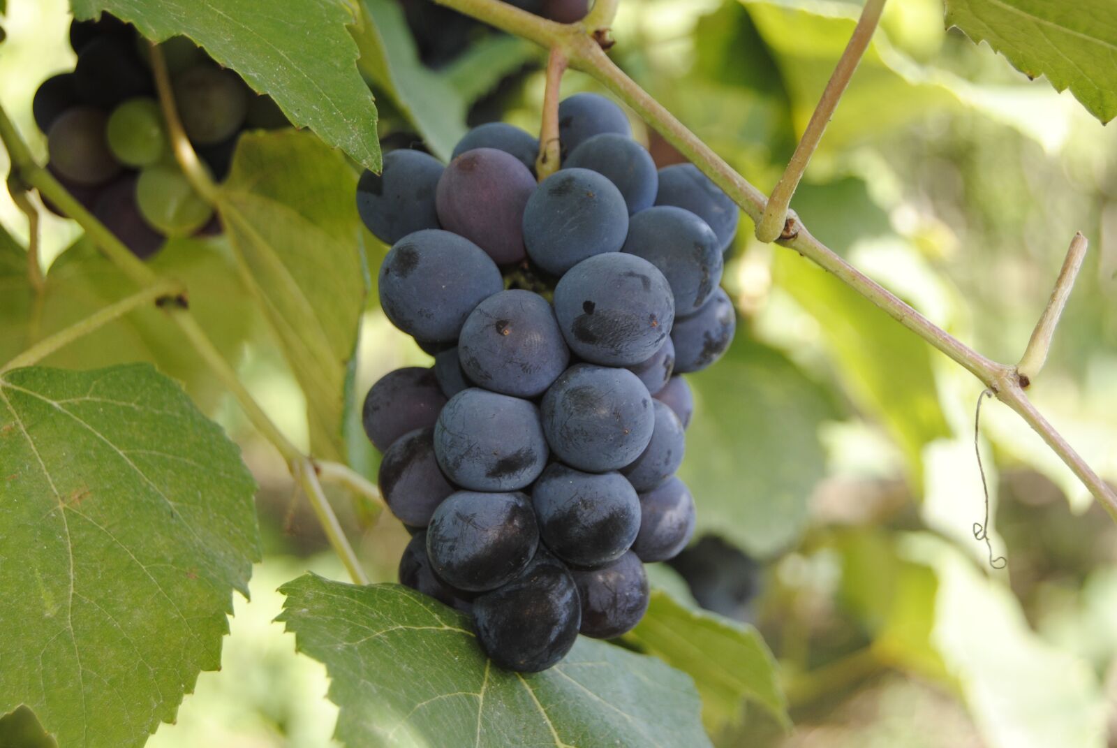 Nikon D3000 sample photo. Grapes, purple, wine photography