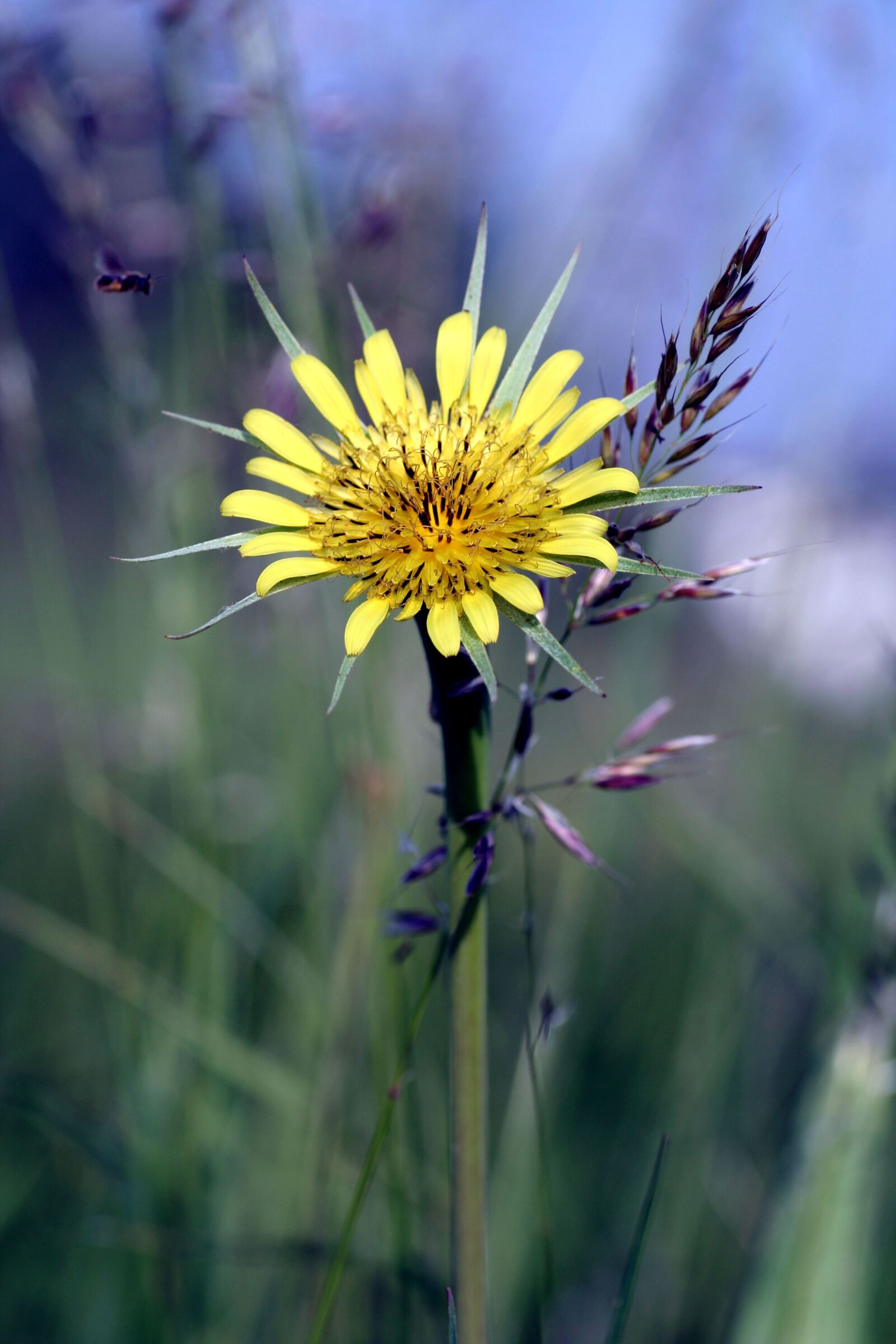 Canon EOS 350D (EOS Digital Rebel XT / EOS Kiss Digital N) sample photo. Flower, wild, summer photography