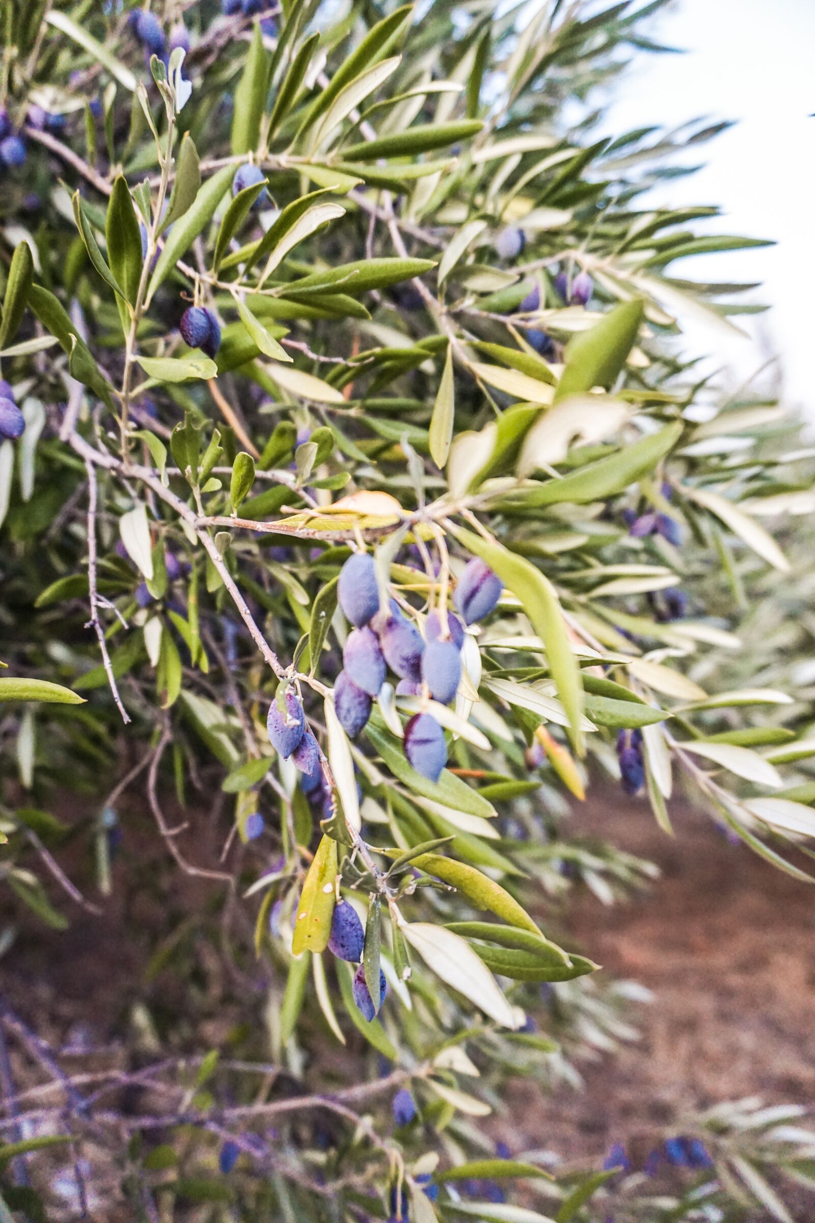 Sony a6000 sample photo. Olives, olive branch, olive photography