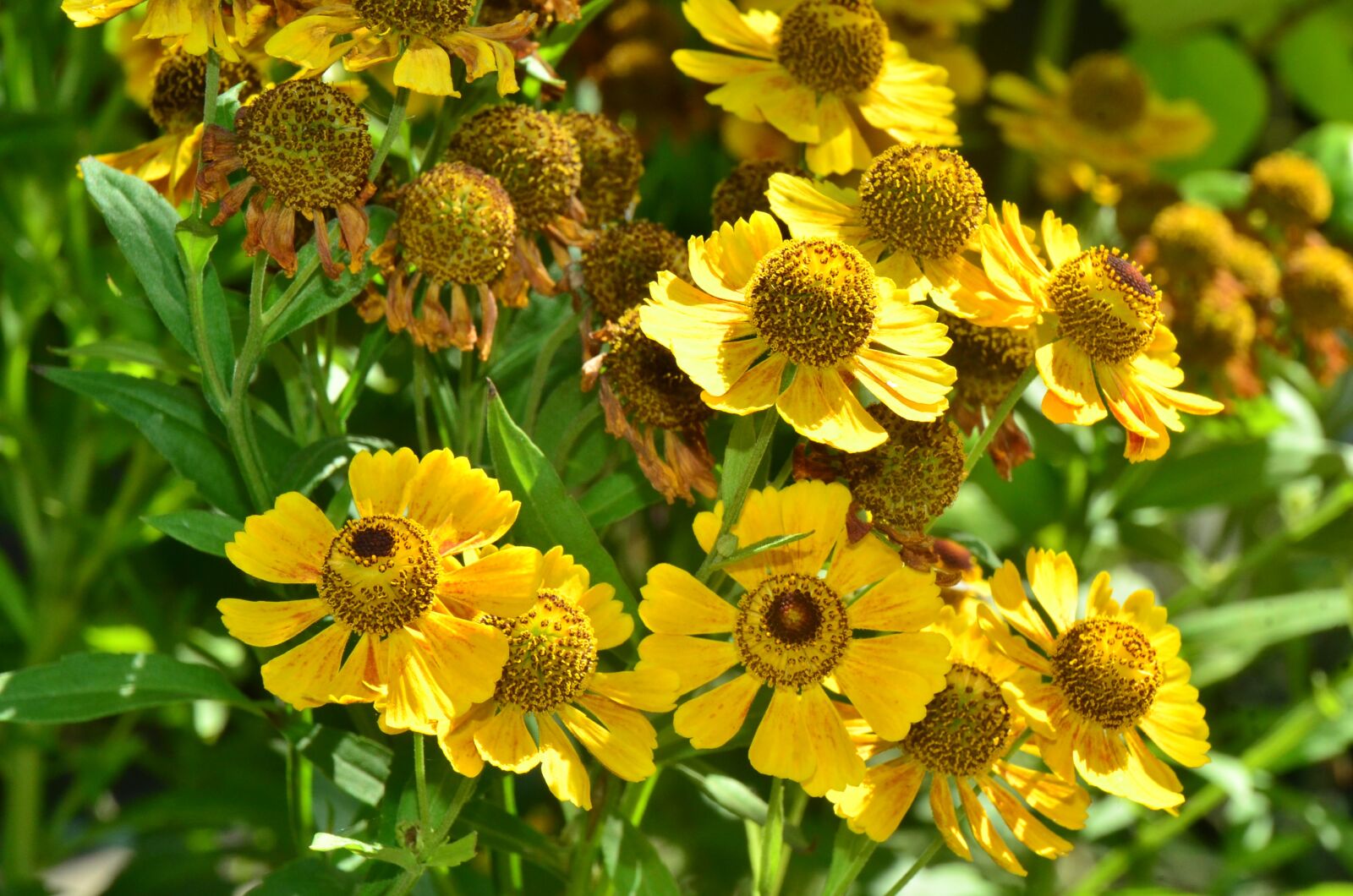 Nikon D7000 sample photo. Flowers, garden, flora photography