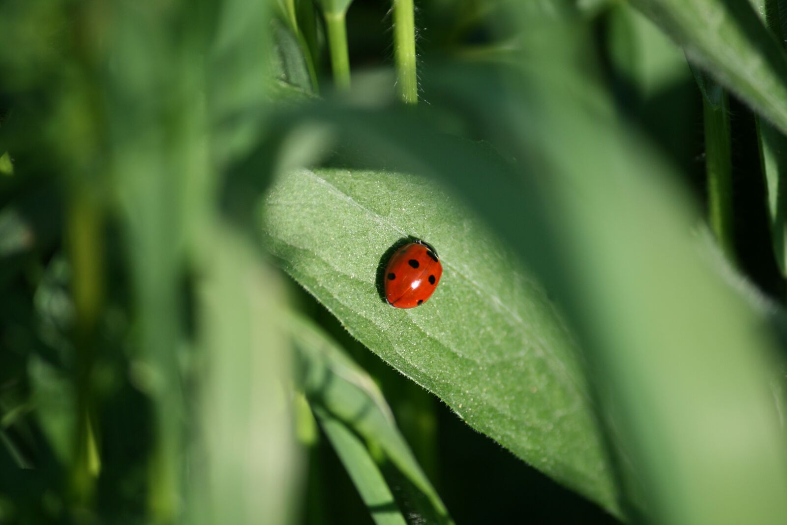 Canon EOS 400D (EOS Digital Rebel XTi / EOS Kiss Digital X) sample photo. Ladybug, nature, insect photography