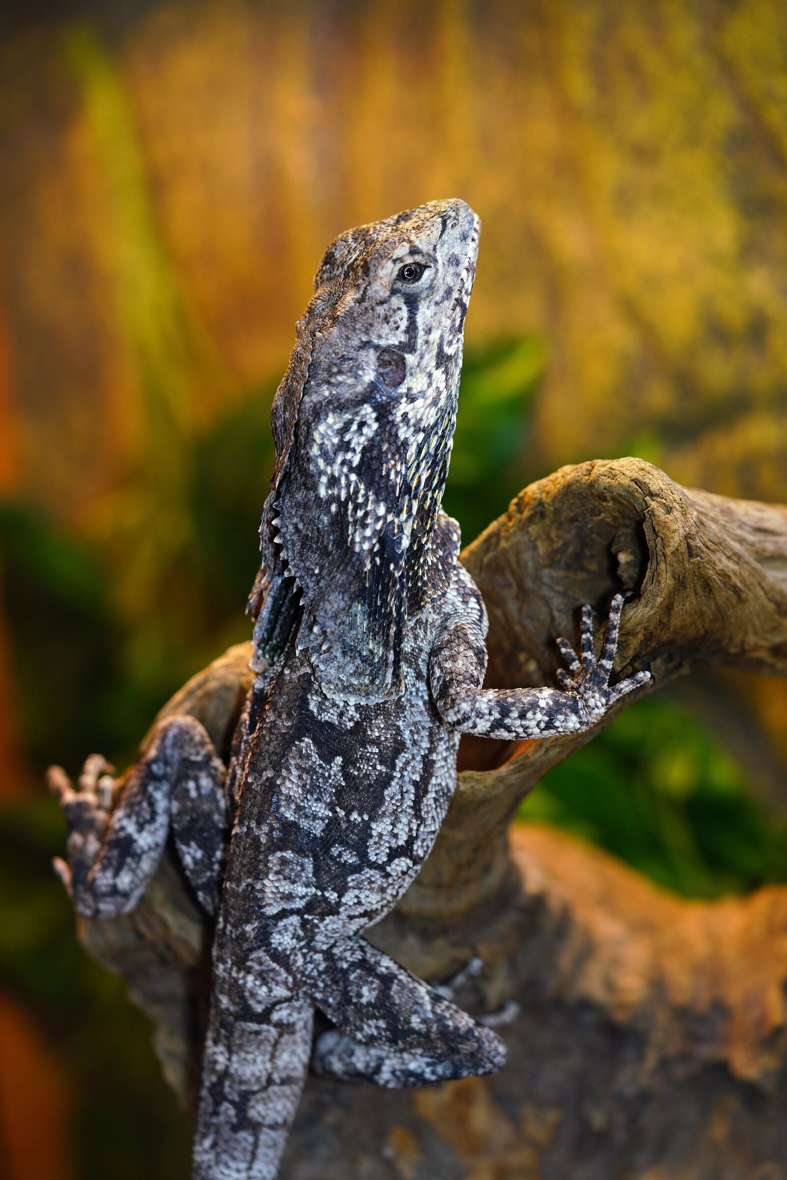 Sony a7R III + Sony FE 90mm F2.8 Macro G OSS sample photo. Lizard, reptiles, iguana photography