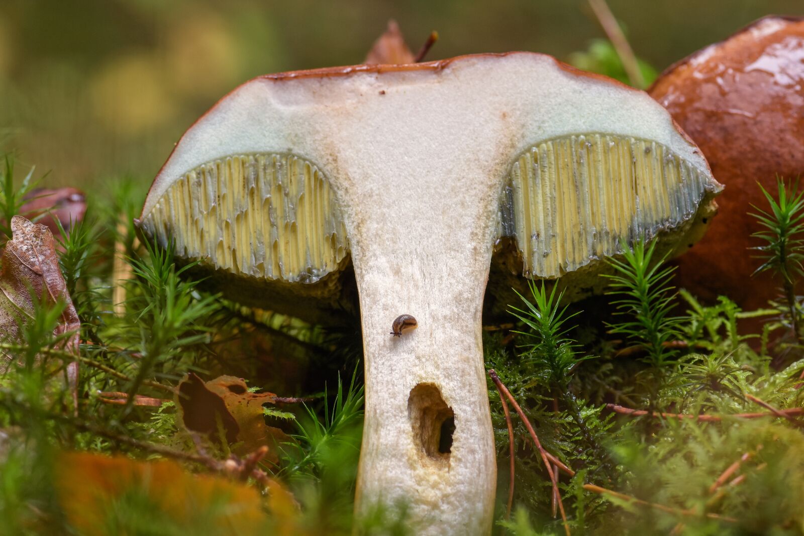 Nikon D7200 sample photo. Mushroom, boletus-boletus, snail photography