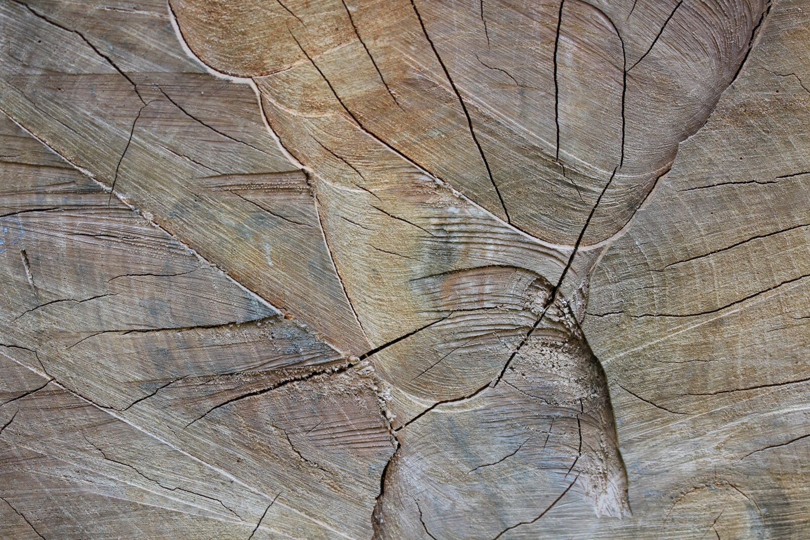 Canon EOS 60D sample photo. Wood, letokruh, tree photography