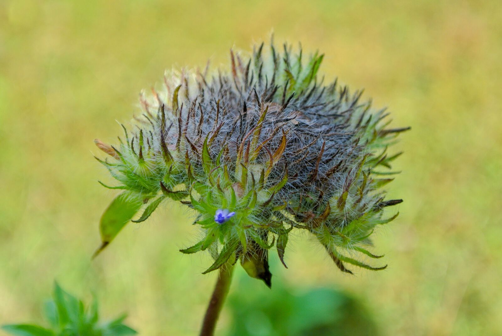 Nikon 1 Nikkor VR 10-30mm F3.5-5.6 sample photo. Flower, nature, bloom photography