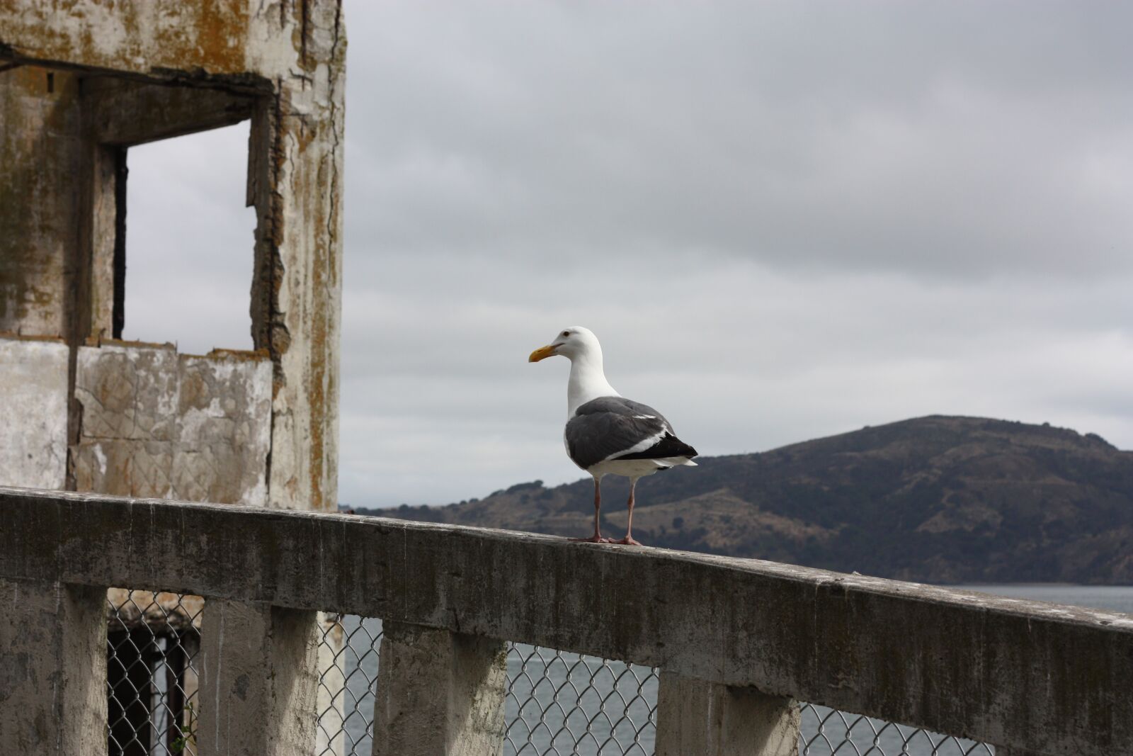 Canon EOS 450D (EOS Rebel XSi / EOS Kiss X2) sample photo. Alcatraz, seagull, the rock photography