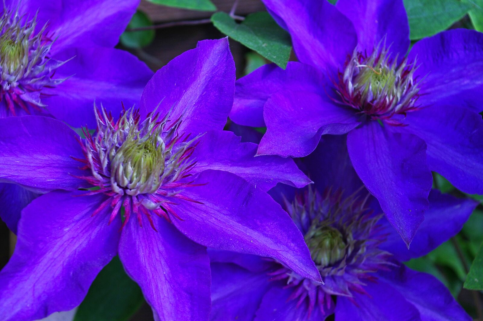 Pentax *ist DL2 sample photo. Clematis, clematis flower, petals photography